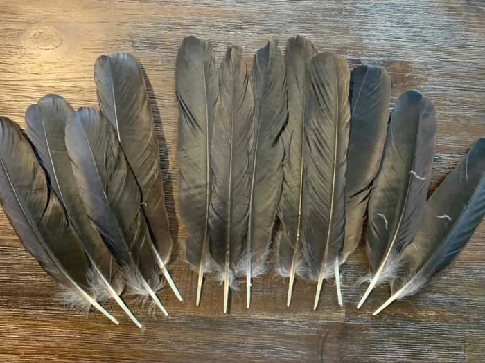 Large crow feathers