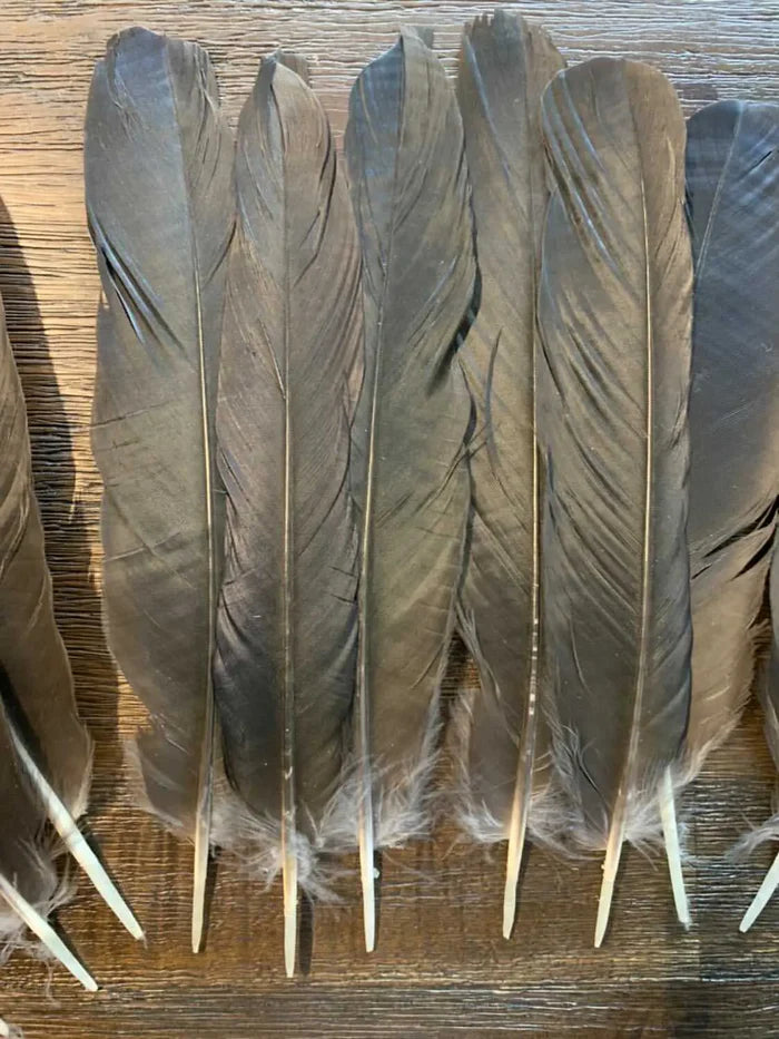 Large crow feathers