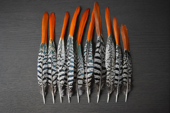 Lady Amherst pheasant feathers white orange - 6 to 8 in