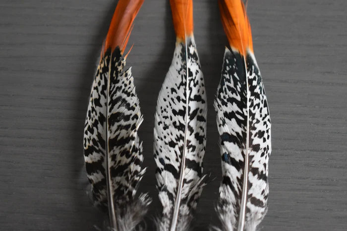 Lady Amherst pheasant feathers white orange - 6 to 8 in