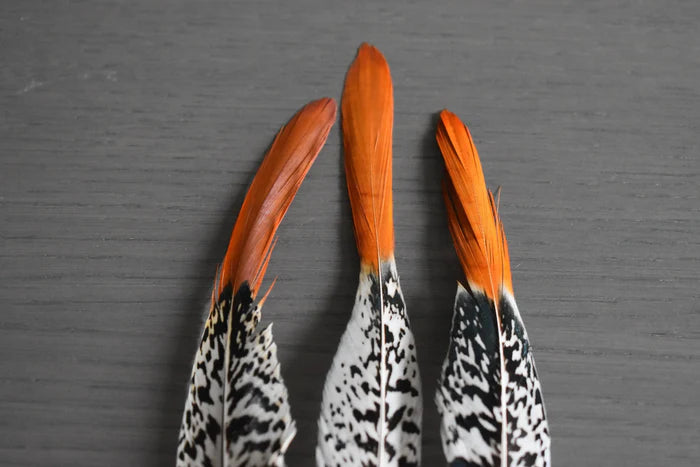 Lady Amherst pheasant feathers white orange - 6 to 8 in