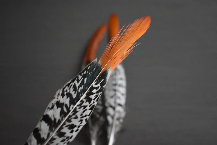 Lady Amherst pheasant feathers white orange - 6 to 8 in