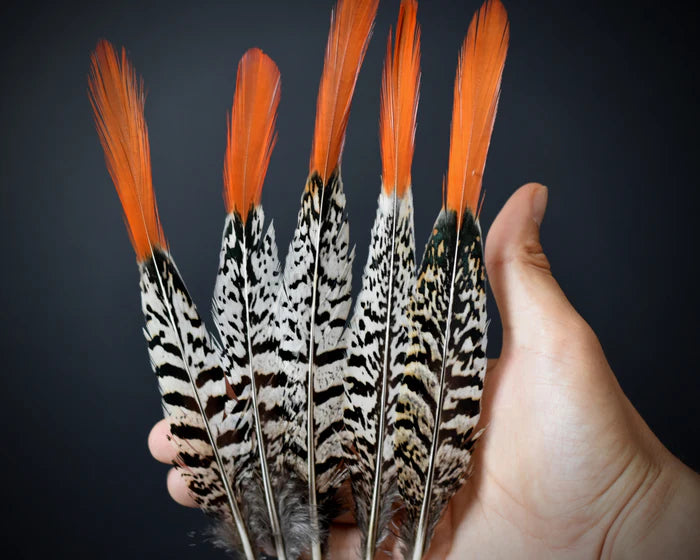 Lady Amherst pheasant feathers white orange - 6 to 8 in