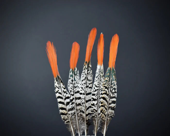 Lady Amherst pheasant feathers white orange - 6 to 8 in