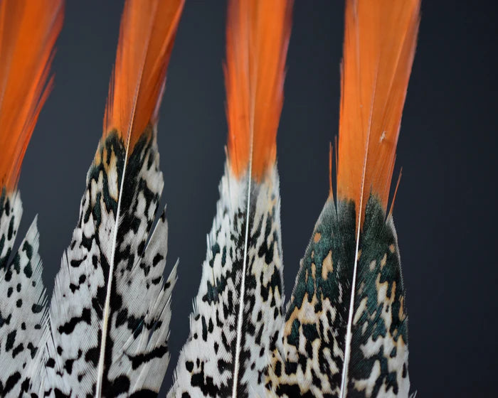 Lady Amherst pheasant feathers white orange - 6 to 8 in