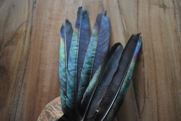 Large magpie feathers - 5 to 7 in