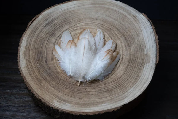 Light-colored and white hen feathers