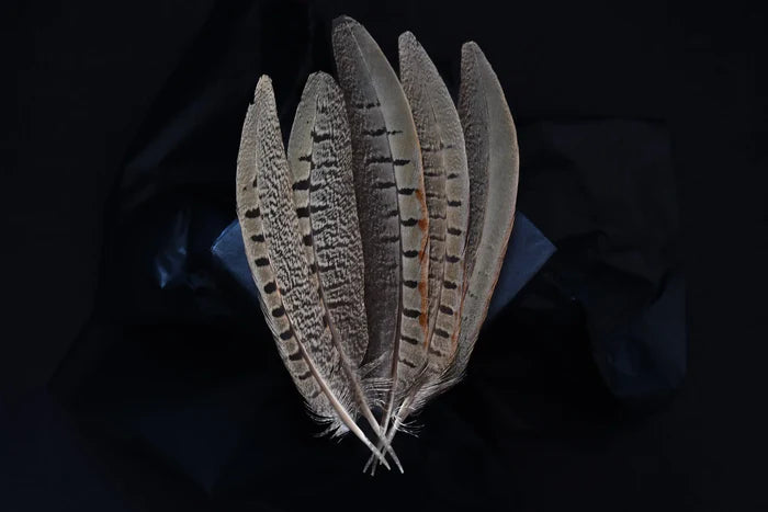 Male common pheasant feathers - 6 to 8 in