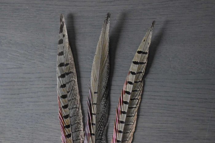 Male common pheasant feathers - 8 to 10 in