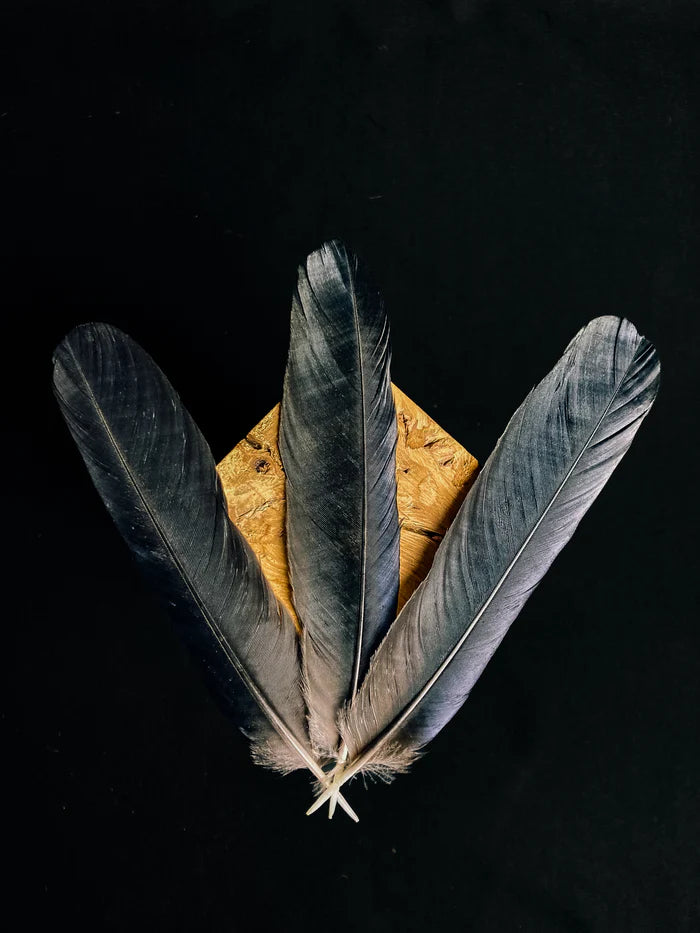 Medium crow feathers