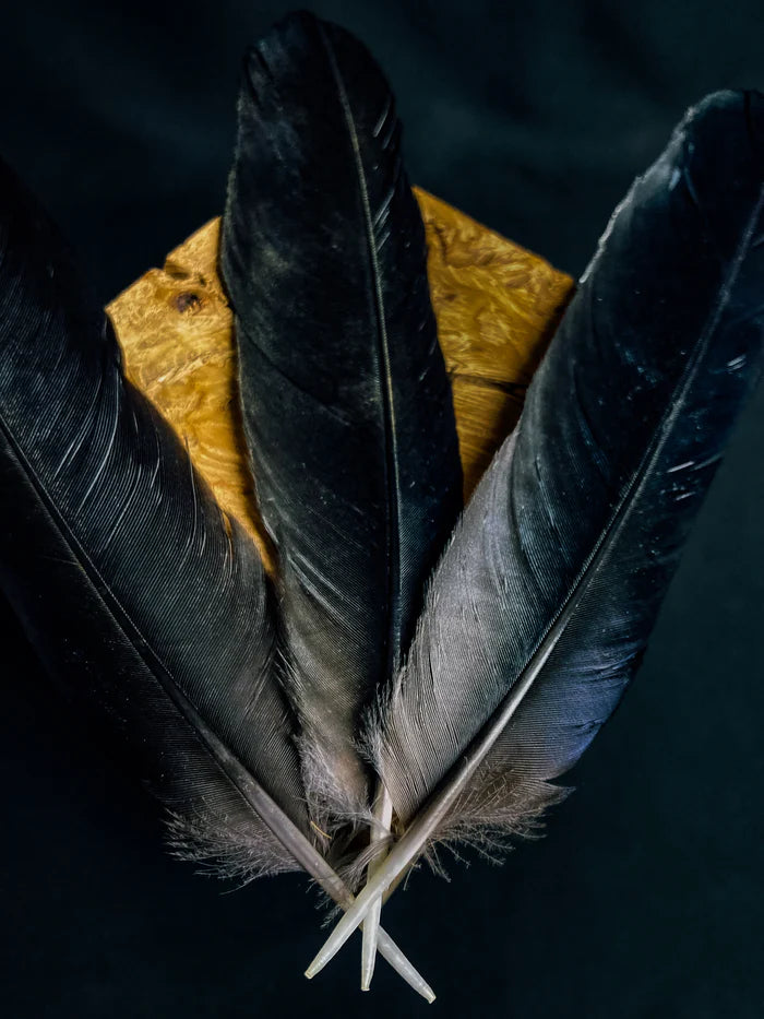 Medium crow feathers