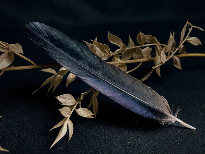 Medium crow feathers