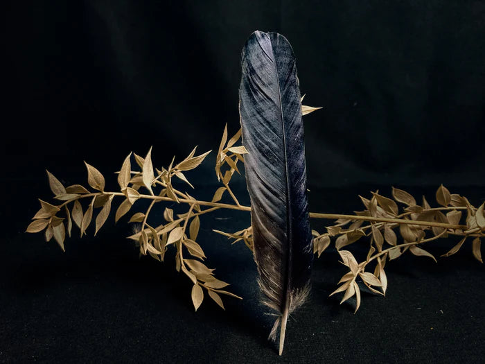 Medium crow feathers