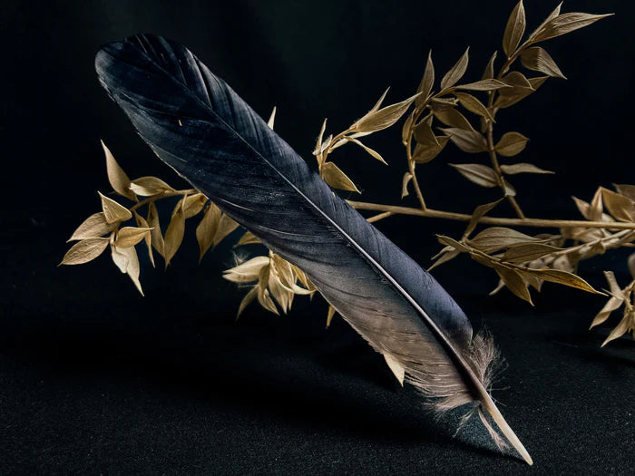 Medium crow feathers