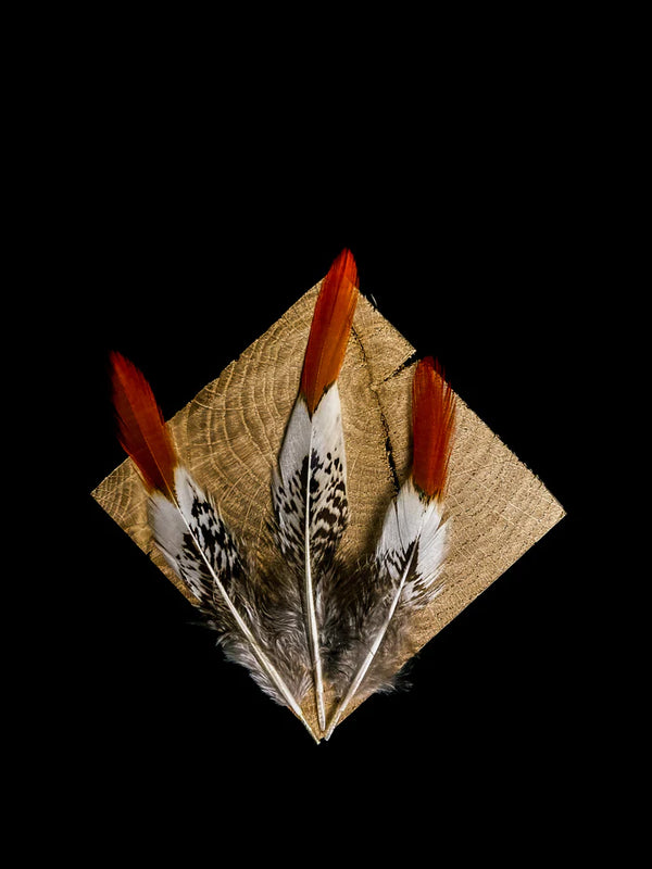 Lady Amherst pheasant feathers white orange - 4 to 6 in