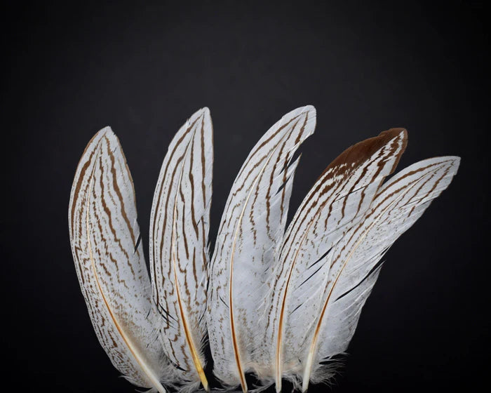 Medium silver pheasant feathers - 2.4 to 4.8 in