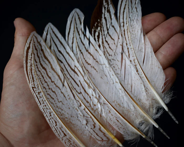 Medium silver pheasant feathers - 2.4 to 4.8 in