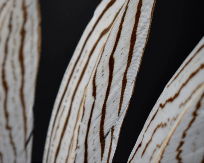 Medium silver pheasant feathers - 2.4 to 4.8 in