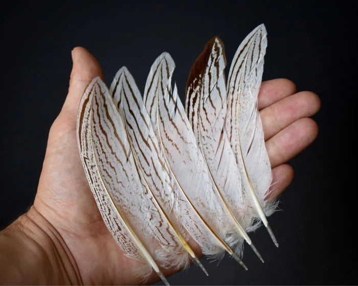 Medium silver pheasant feathers - 2.4 to 4.8 in