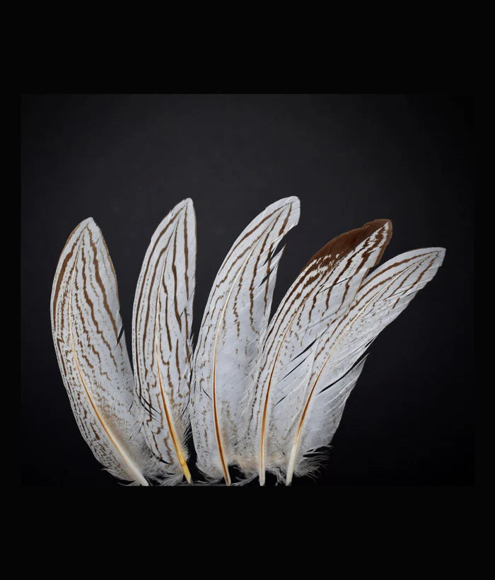 Medium silver pheasant feathers - 2.4 to 4.8 in