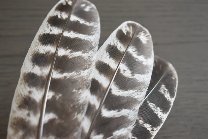 Medium turkey feathers