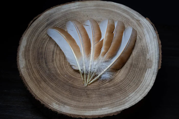 Medium white and orange hen feathers