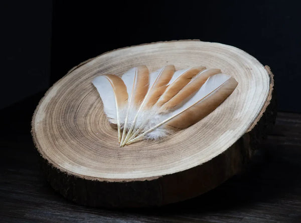 Medium white and orange hen feathers