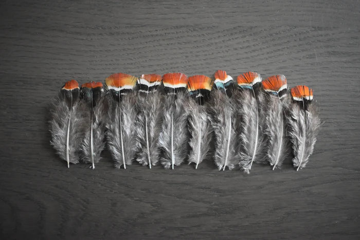 Orange and gray Lady Amherst pheasant feathers