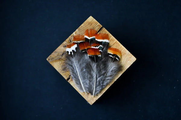 Orange and gray Lady Amherst pheasant feathers