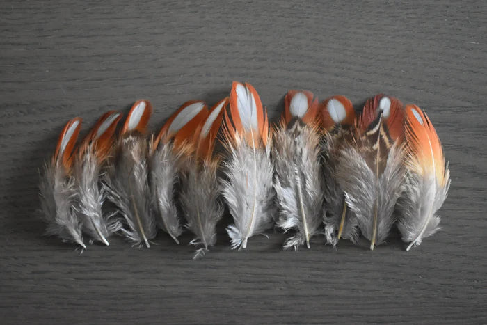 Orange Tragopan pheasant feathers