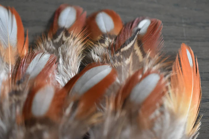 Orange Tragopan pheasant feathers