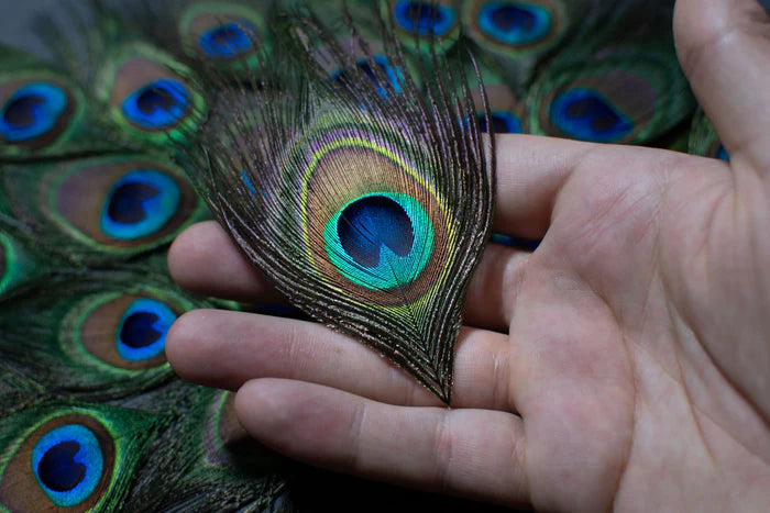 Peacock eye feathers