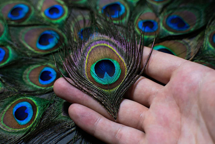 Peacock eye feathers