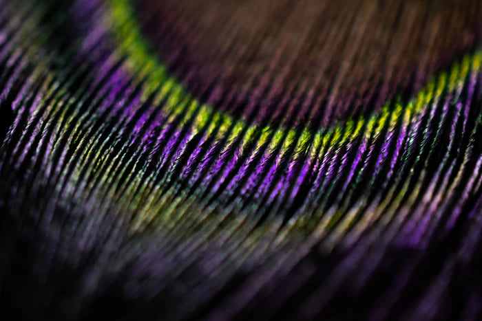 Peacock eye feathers