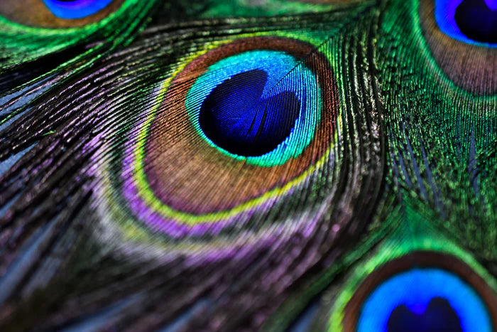 Peacock eye feathers