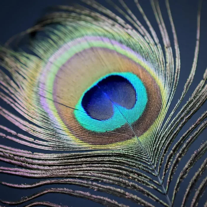 Peacock feathers - 10 in