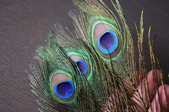 Peacock feathers - 16 in