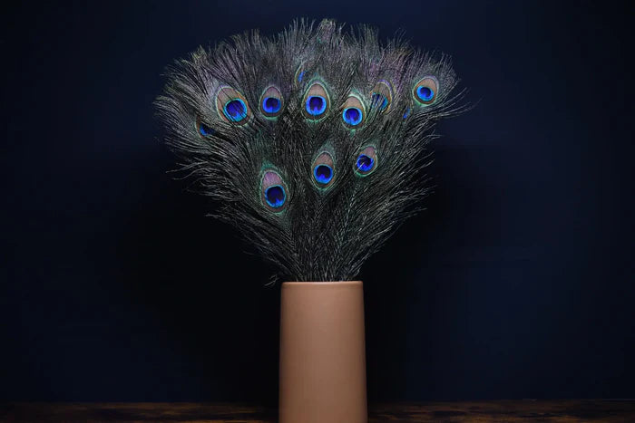 Peacock feathers - 16 in