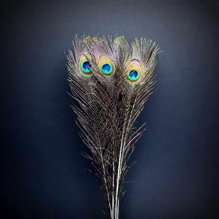 Peacock feathers - 16 in