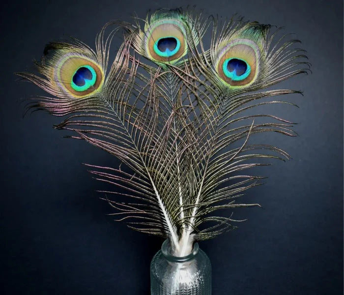 Peacock feathers - 16 in