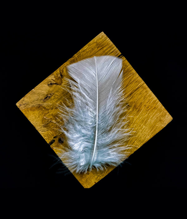 White turkey feathers - 3.5 to 5 in