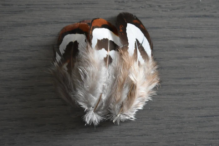 Reeves's pheasant feathers black and white