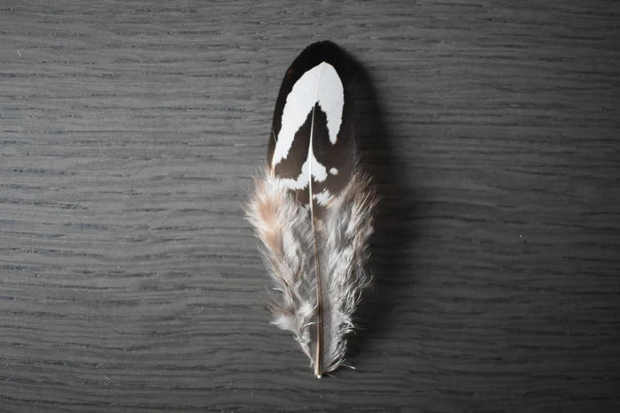 Reeves's pheasant feathers black and white