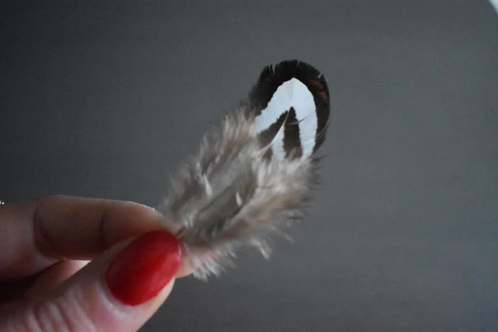 Reeves's pheasant feathers black and white