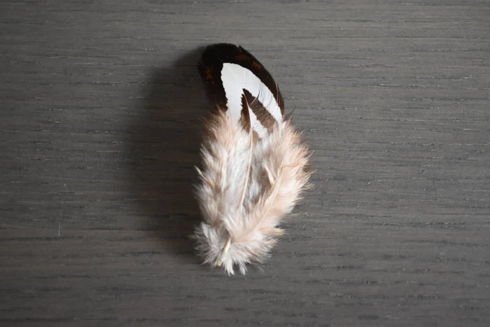 Reeves's pheasant feathers black and white