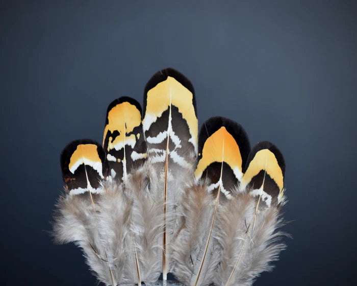 Reeves's pheasant yellow feathers - 2 to 4 in