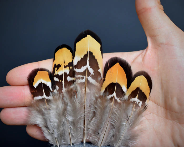 Reeves's pheasant yellow feathers - 2 to 4 in