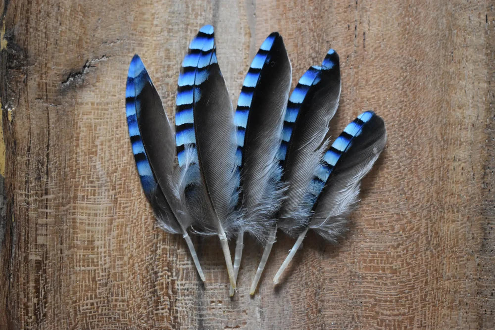 Sky blue European jay feathers