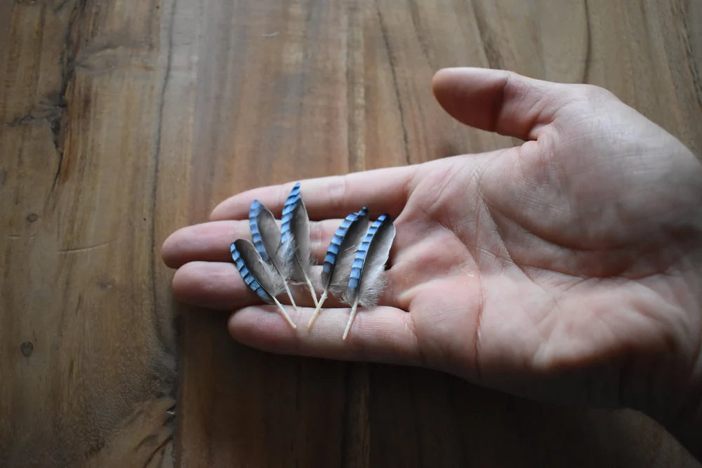 Sky blue European jay feathers