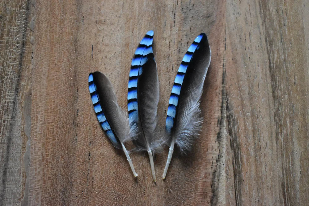 Sky blue European jay feathers